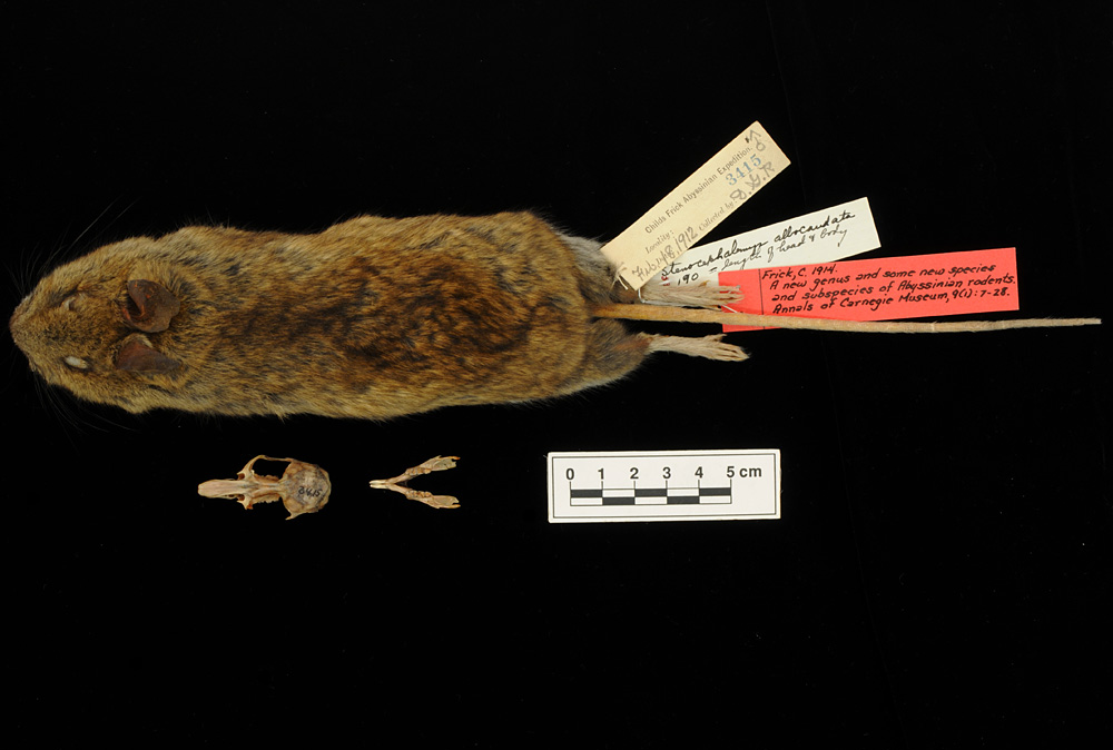rodent specimen from the CM collection