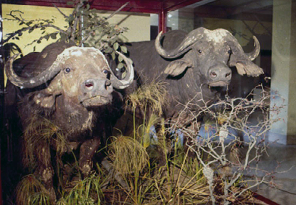 Buffalo in a museum display