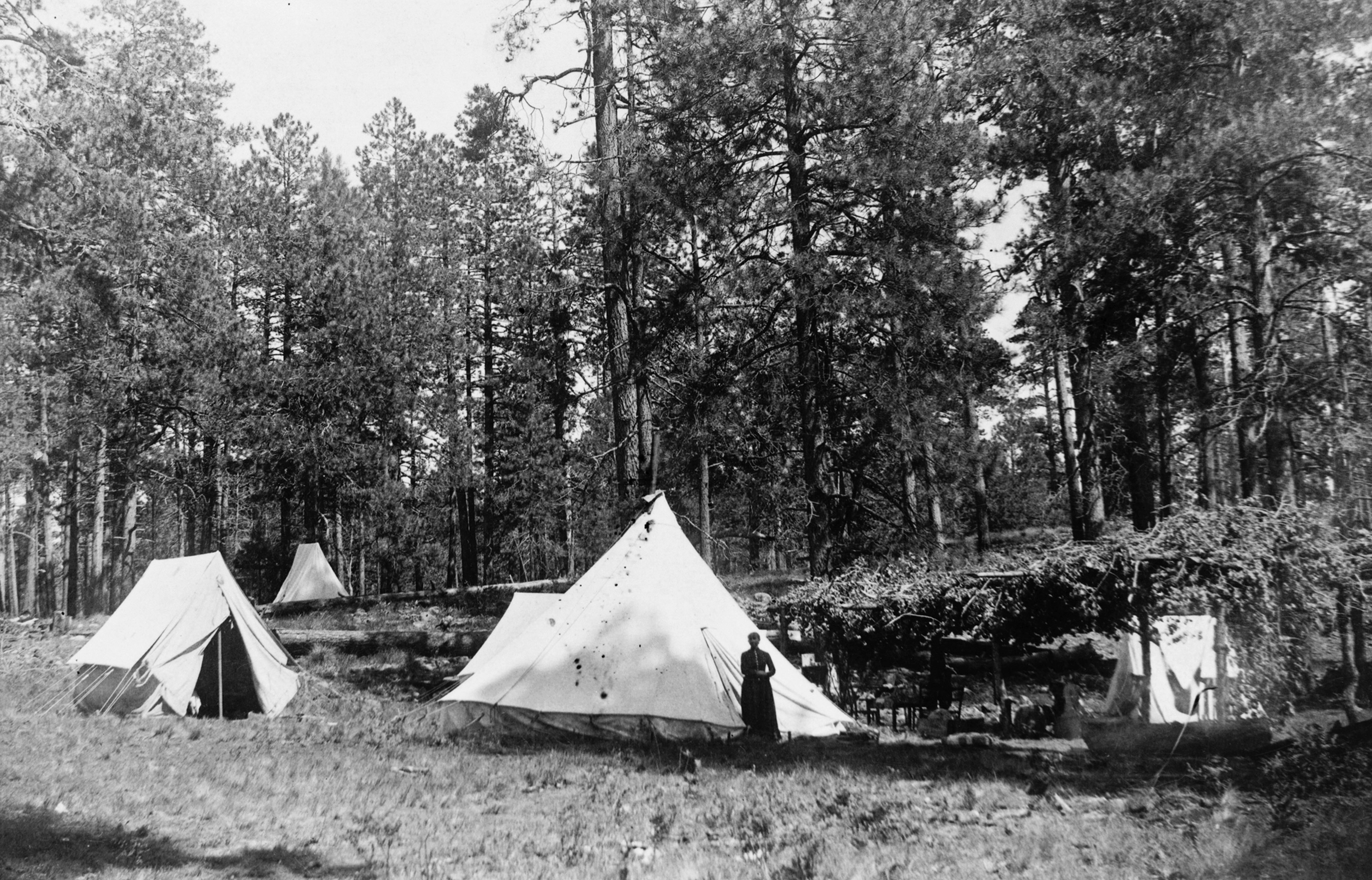tents pitched in a grassy field surrounded by trees