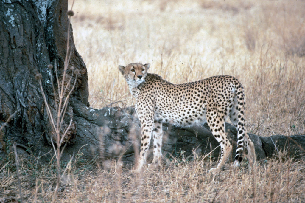 Acinonyx jubatus (Cheetah)