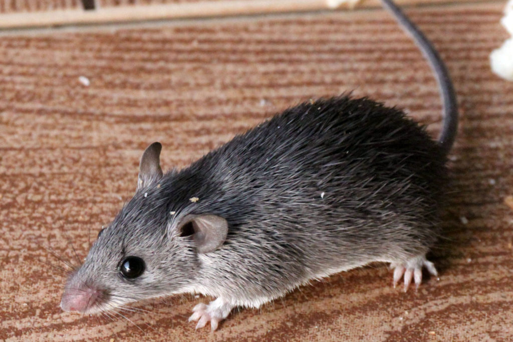 Acomys cineraceus (Gray Spiny Mouse)