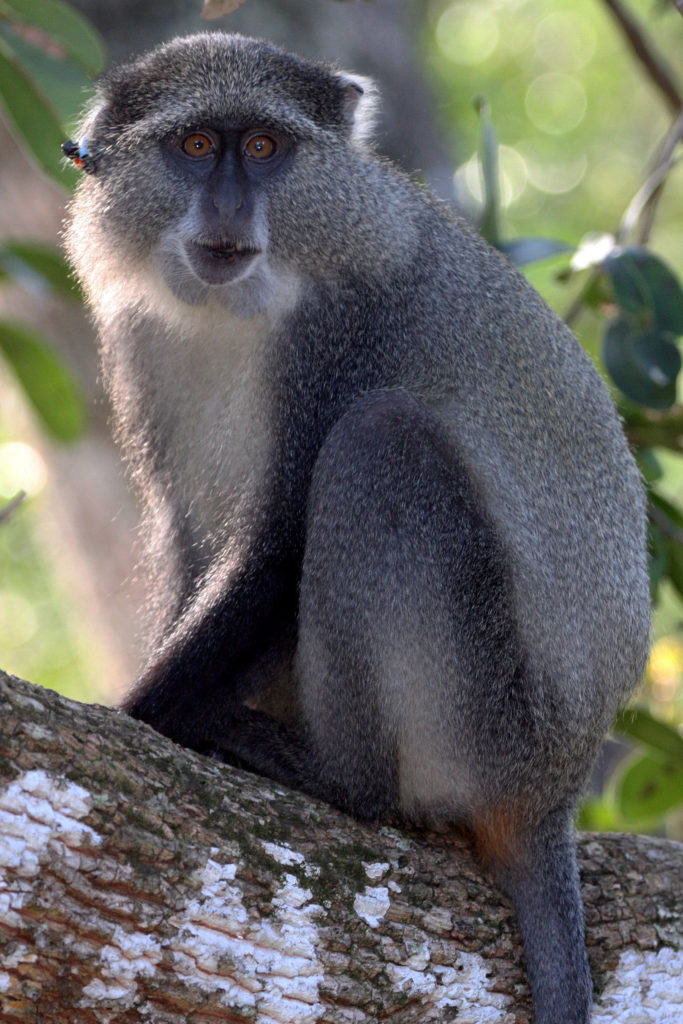 Cercopithecus albogularis (Sykes’ Monkey)