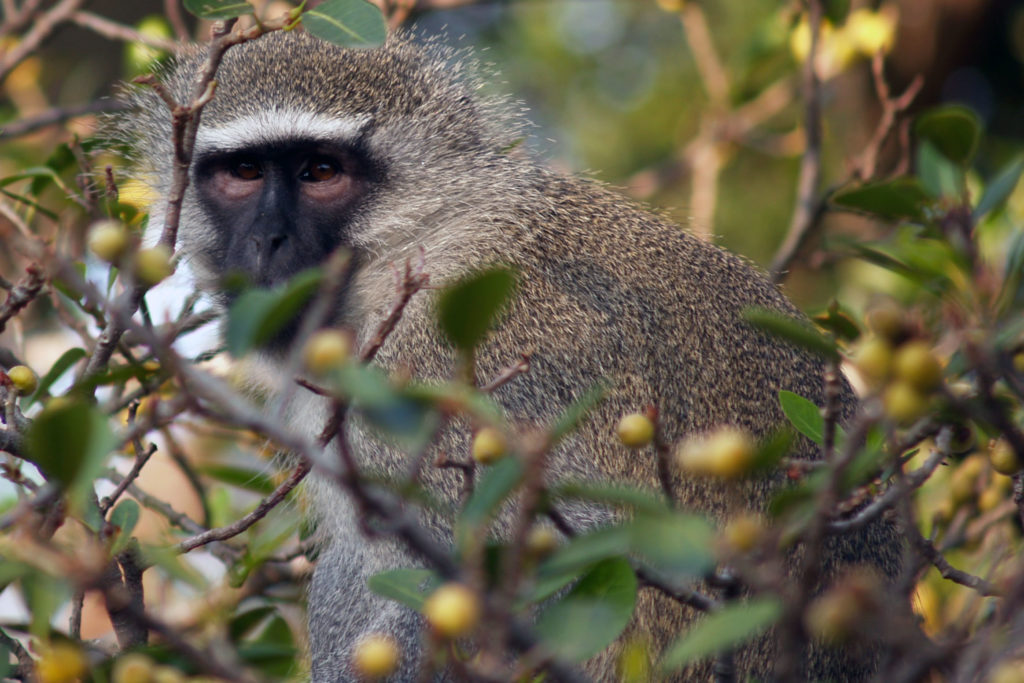 Chlorocebus pygerythrus (Vervet Monkey)