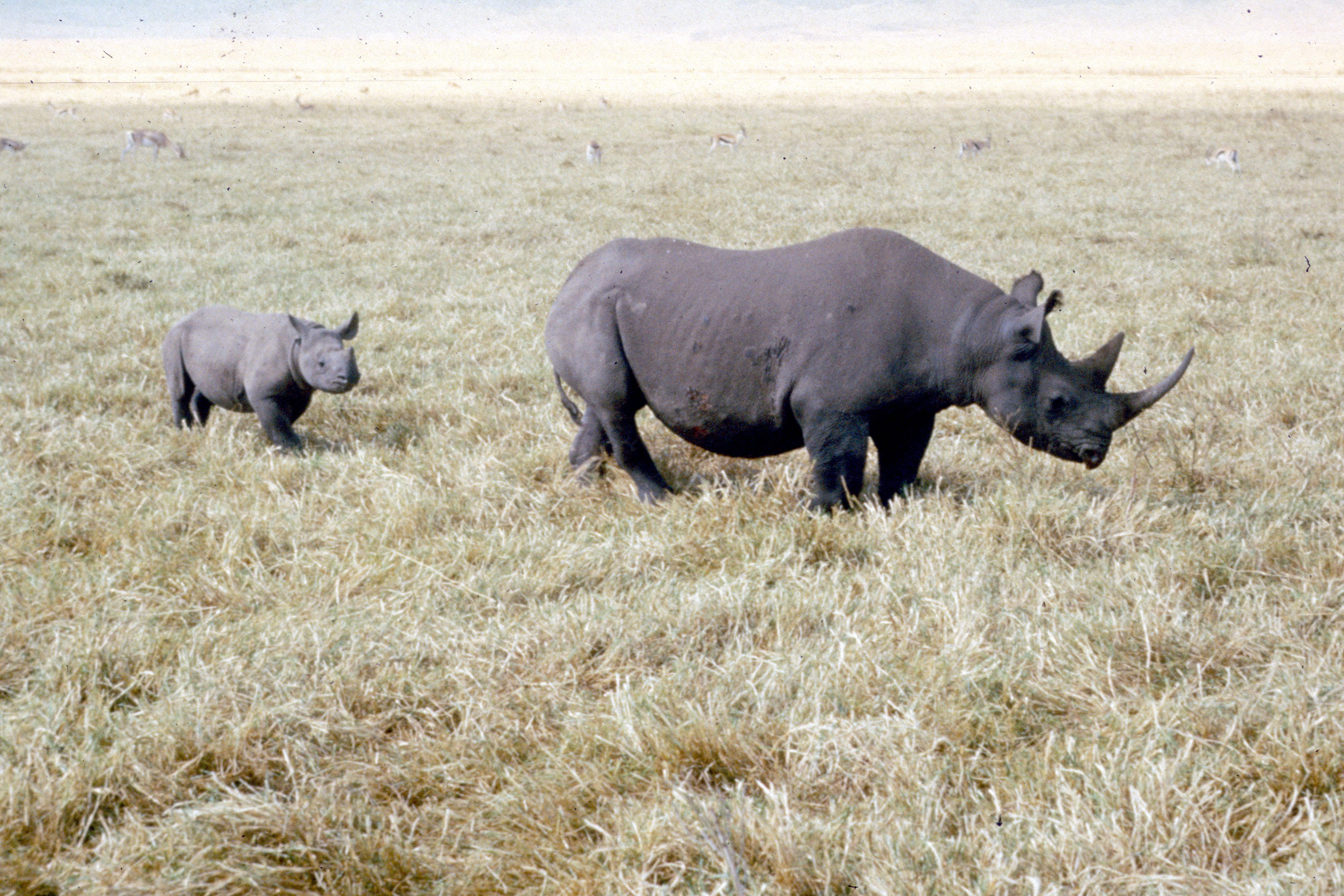Diceros bicornis (Black Rhinoceros)