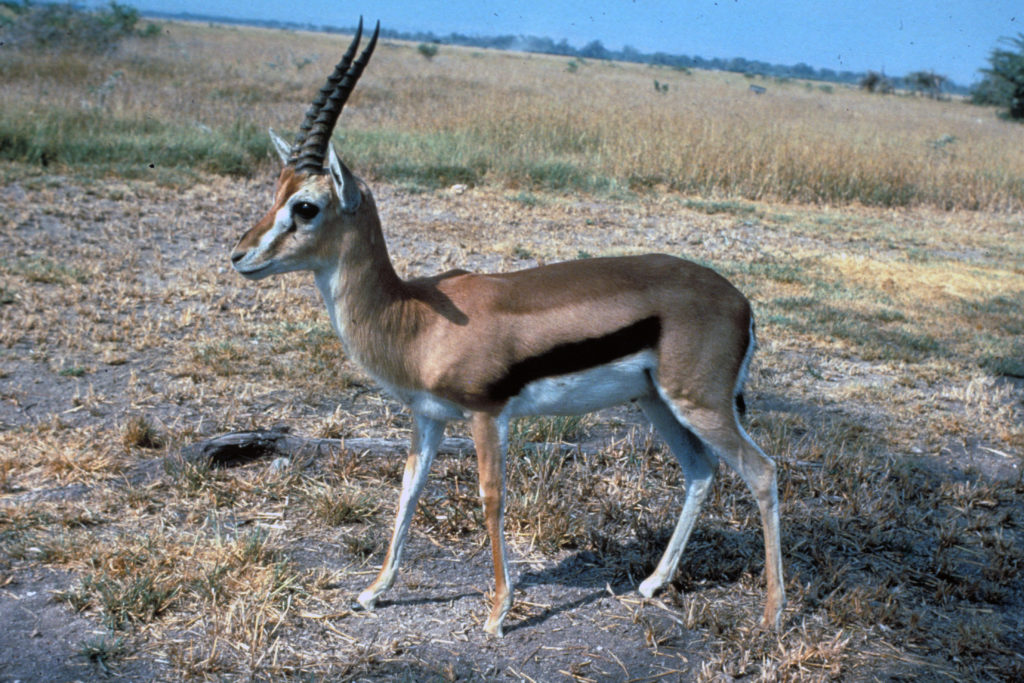 Eudorcas thomsonii (Thomson's Gazelle)