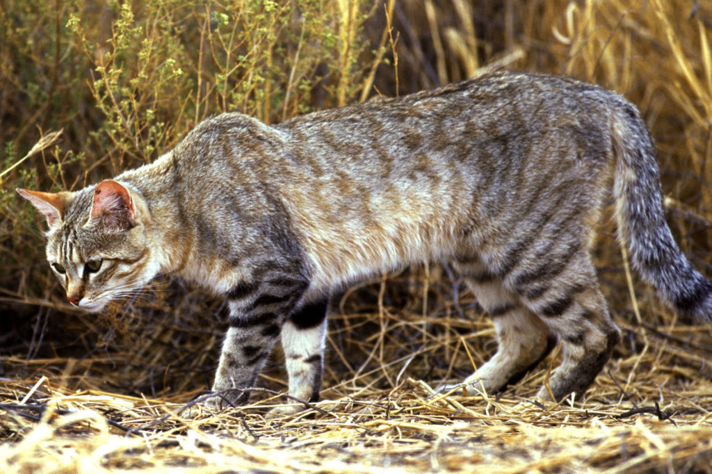 Felis silvestris (Wildcat)