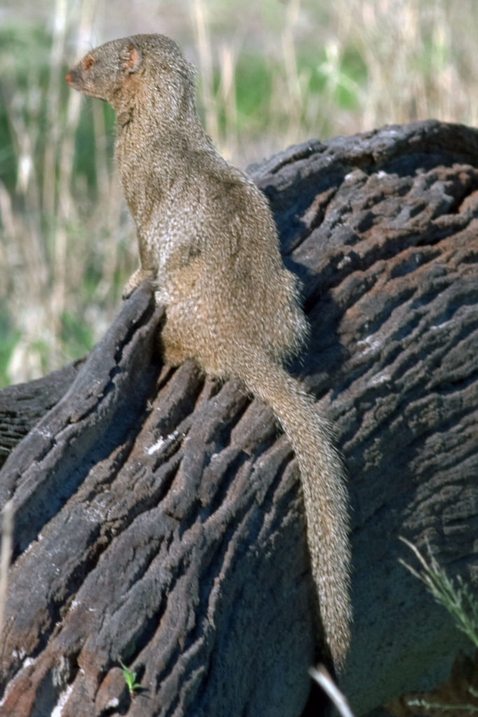 Helogale parvula (Common Dwarf Mongoose)