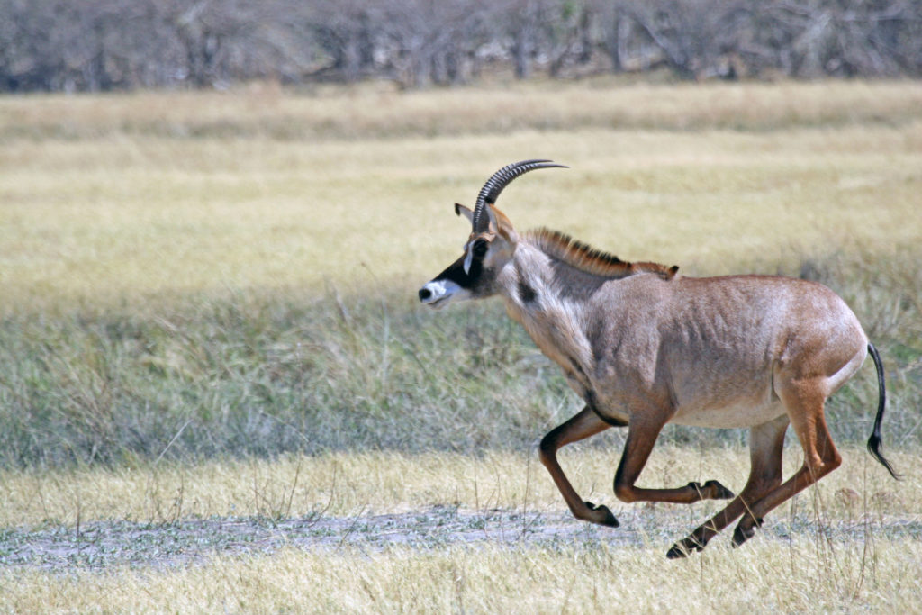 Hippotragus equinus (Roan Antelope)