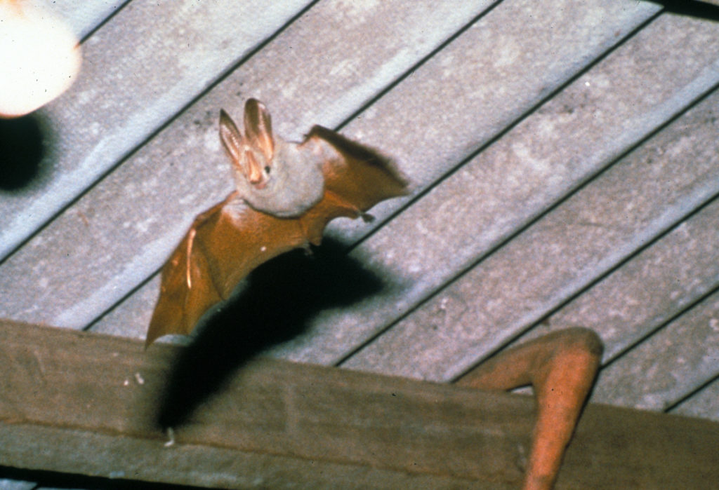 Lavia frons (Yellow-winged Bat)