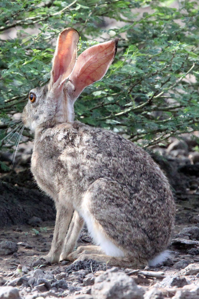 Lepus habessinicus (Abyssinian Hare)