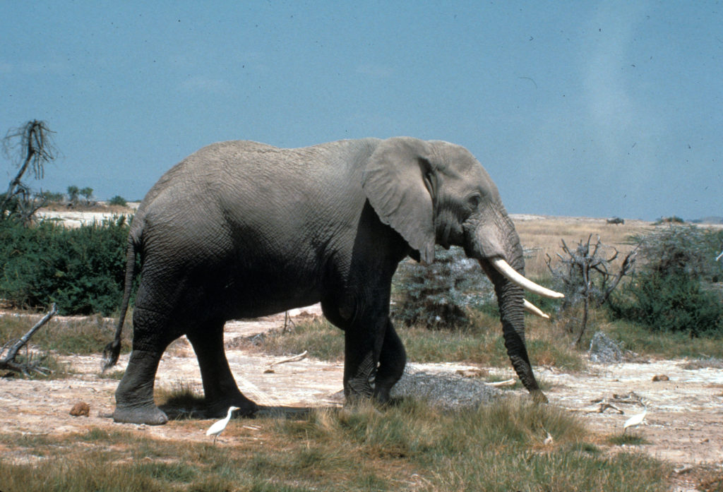 Loxodonta africana (African Bush Elephant) 