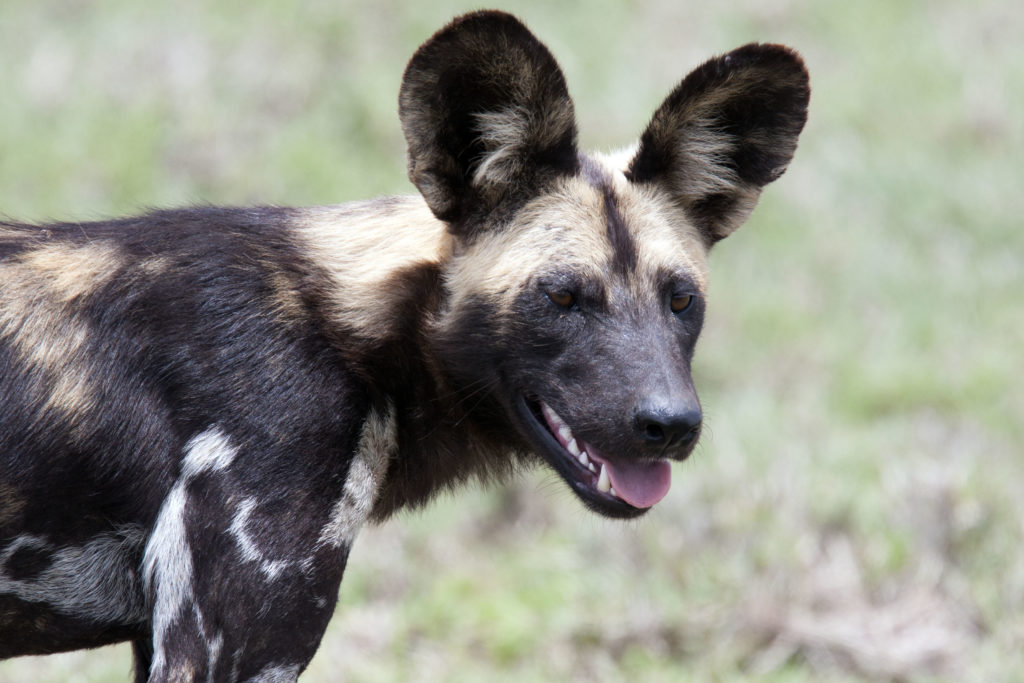 Lycaon pictus (African Wild Dog)