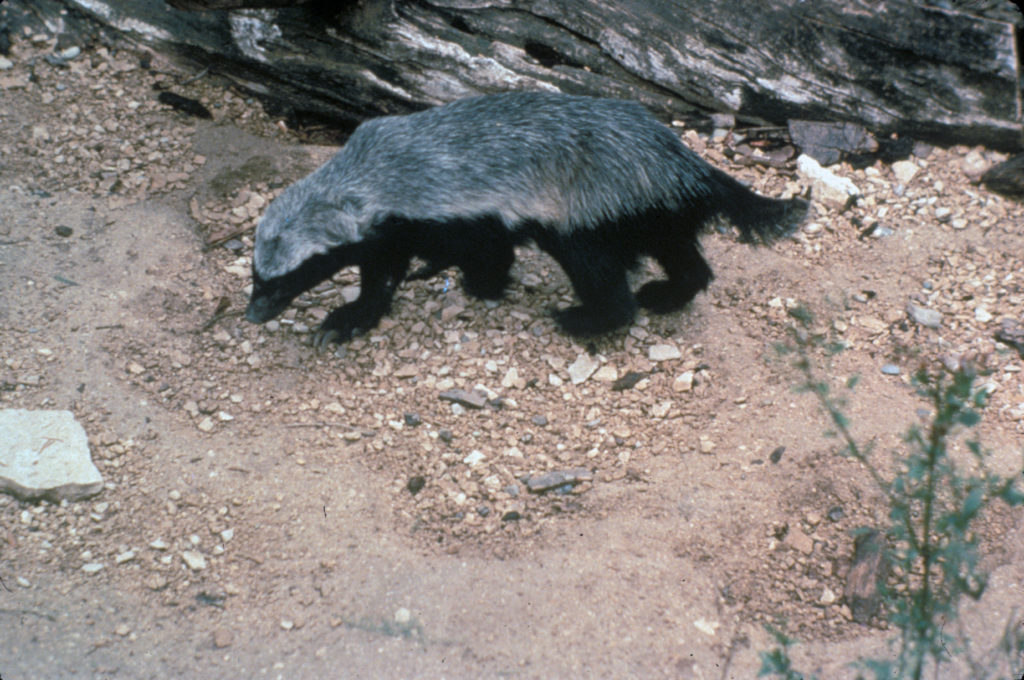 Mellivora capensis (Honey Badger)
