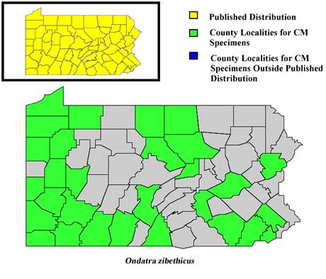 Pennsylvania Counties for Muskrat