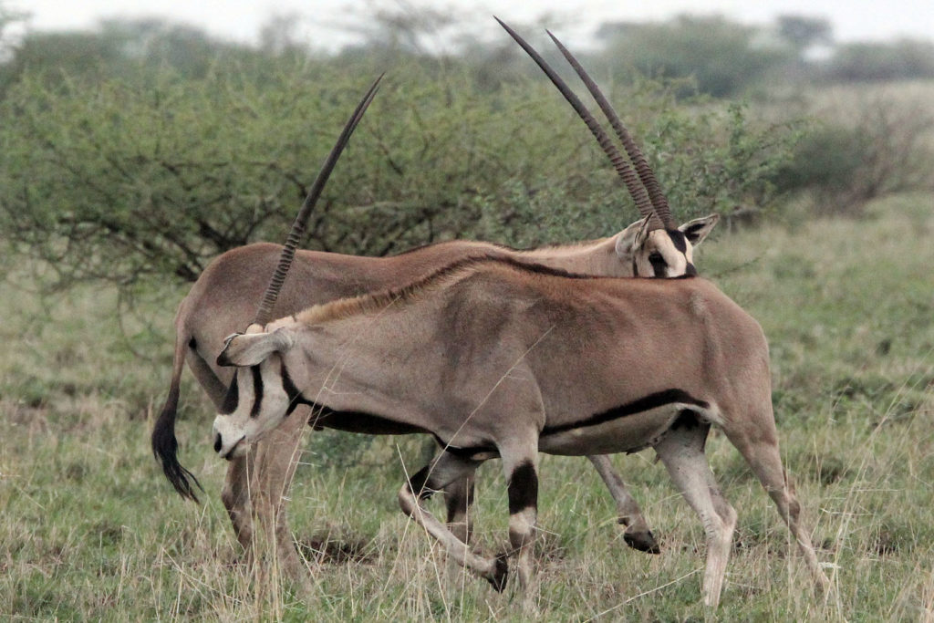 Oryx beisa (Beisa)