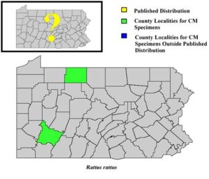 Pennsylvania Counties for Black Rat