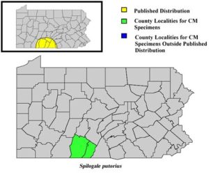 Pennsylvania Counties for Spotted Skunk