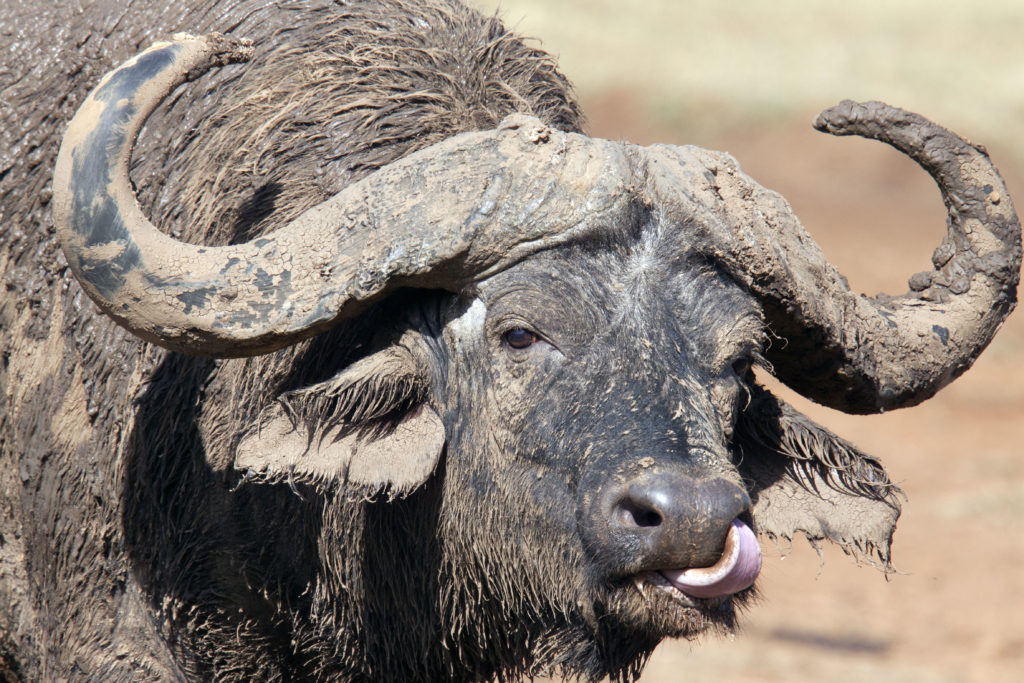 Syncerus caffer (African Buffalo) 