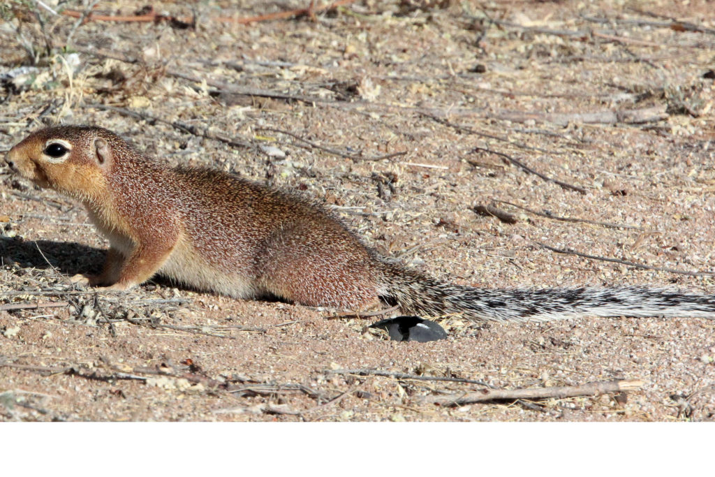 Xerus rutilus (Unstriped Ground Squirrel)