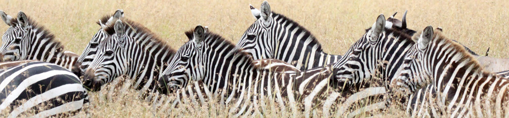 Zebras walking through tall grass
