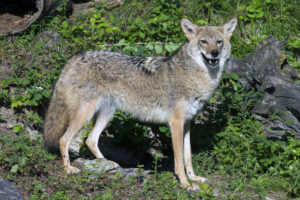 Coyote (Canis latrans) - captive