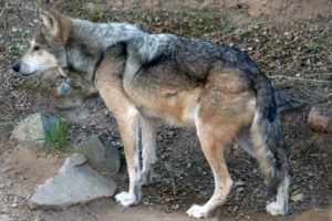 Wolf (Canis lupus "baileyi") - Southwestern Distinct Population Segment