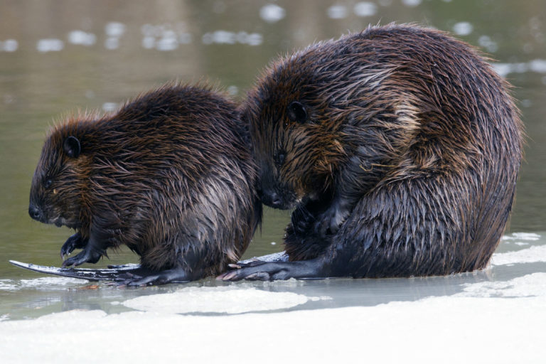 Beaver (Castor canadensis)