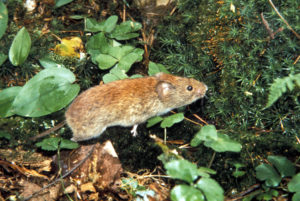 Red-backed Vole
