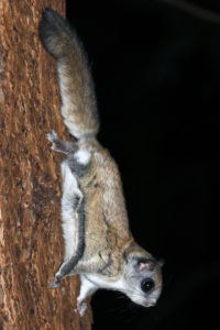 Northern Flying Squirrel (Glaucomys sabrinus)