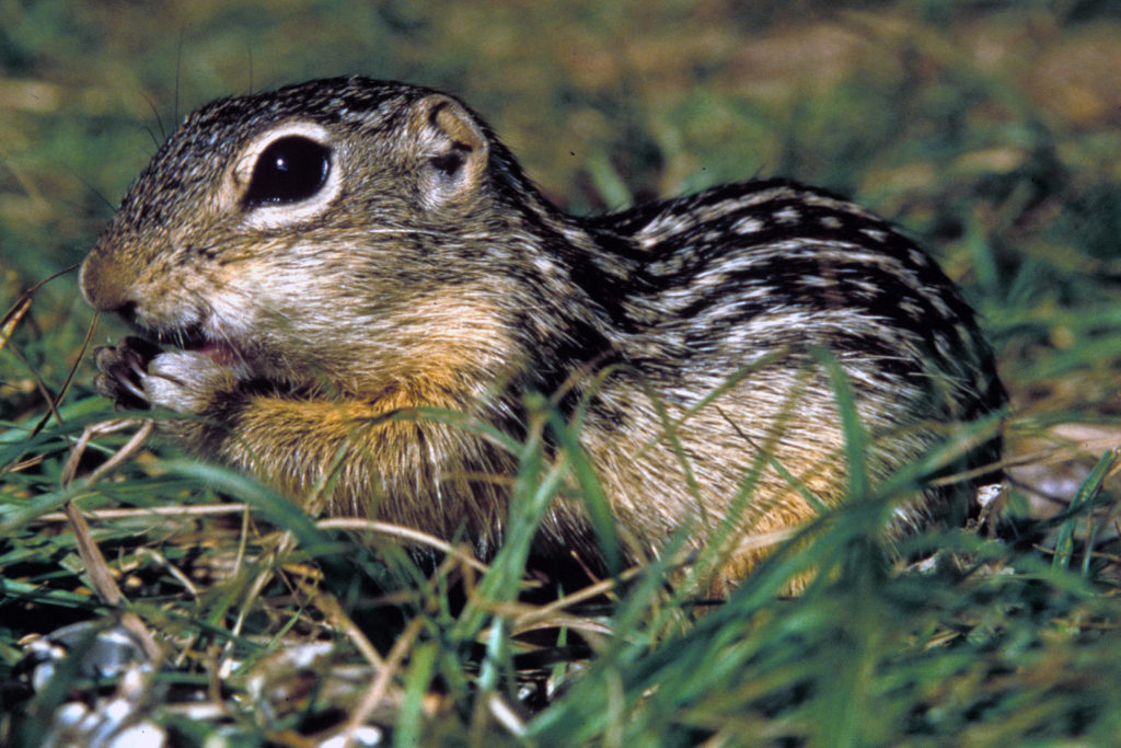 Thirteen-lined Ground Squirrel (Ictidomys tridecemlineatus)