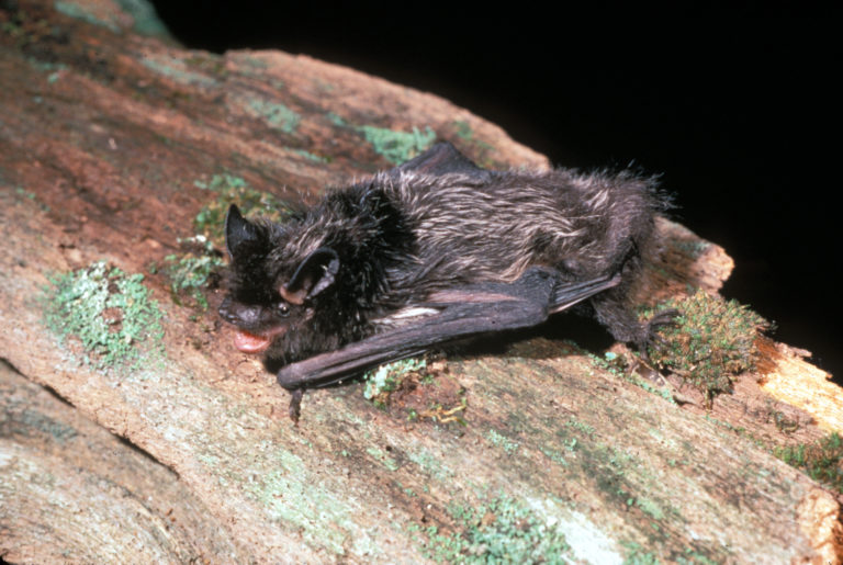 Silverhaired Bat (Lasionycteris noctivagans)