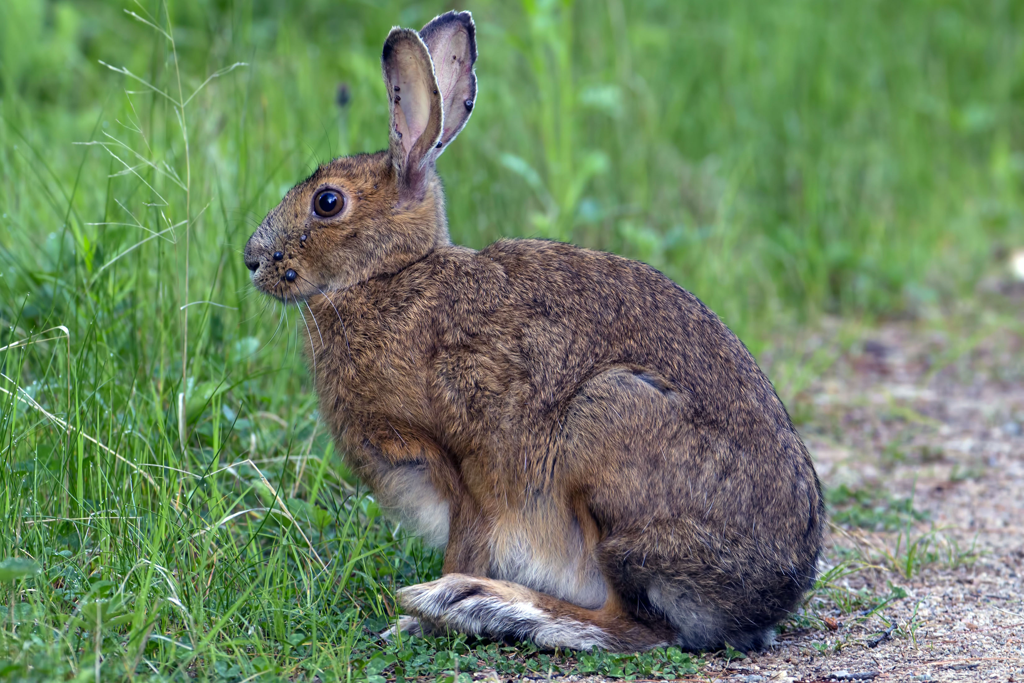 Snowshoe Hare (Lepus americanus) in the summer