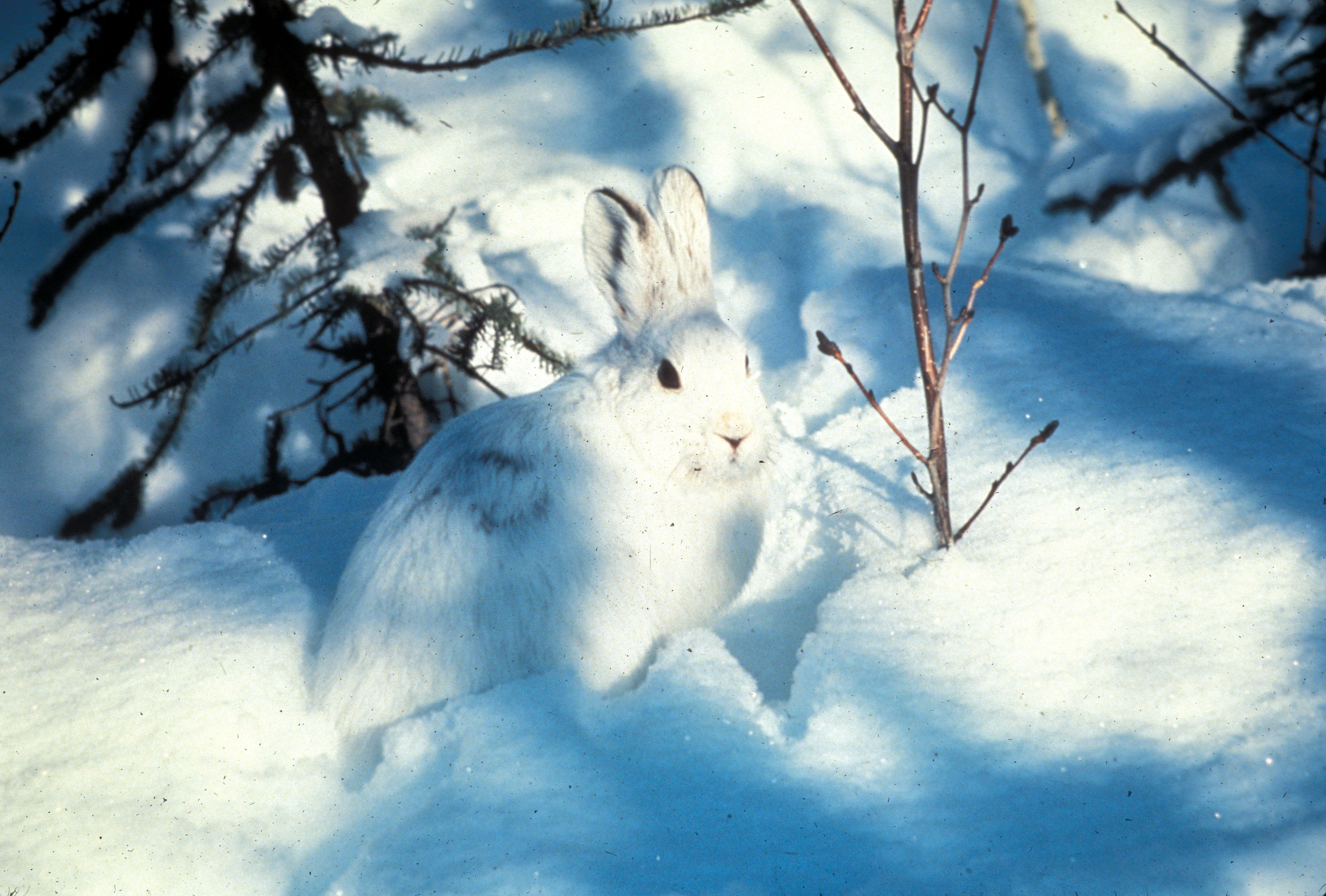 Lepus americanus in the winter