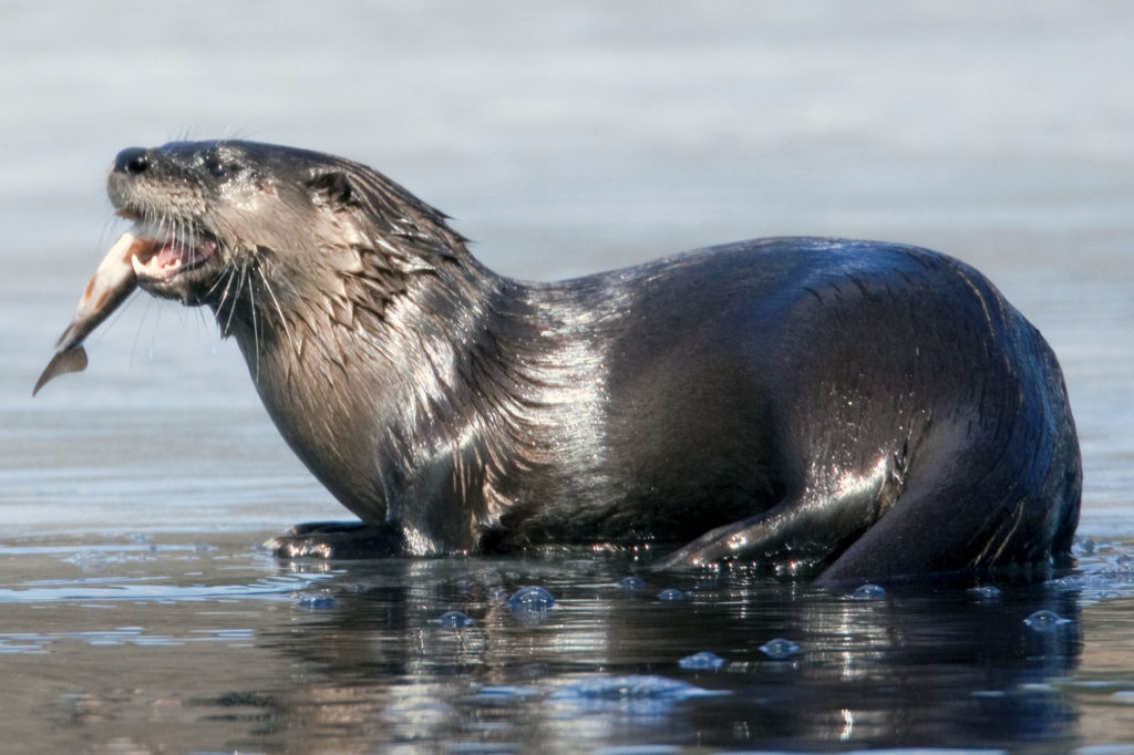 River Otter (Lontra canadensis)