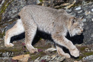 Canadian Lynx (Lynx canadensis) - captive adult male (4 yrs old)