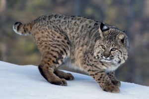 Bobcat (Lynx rufus) - captive adult