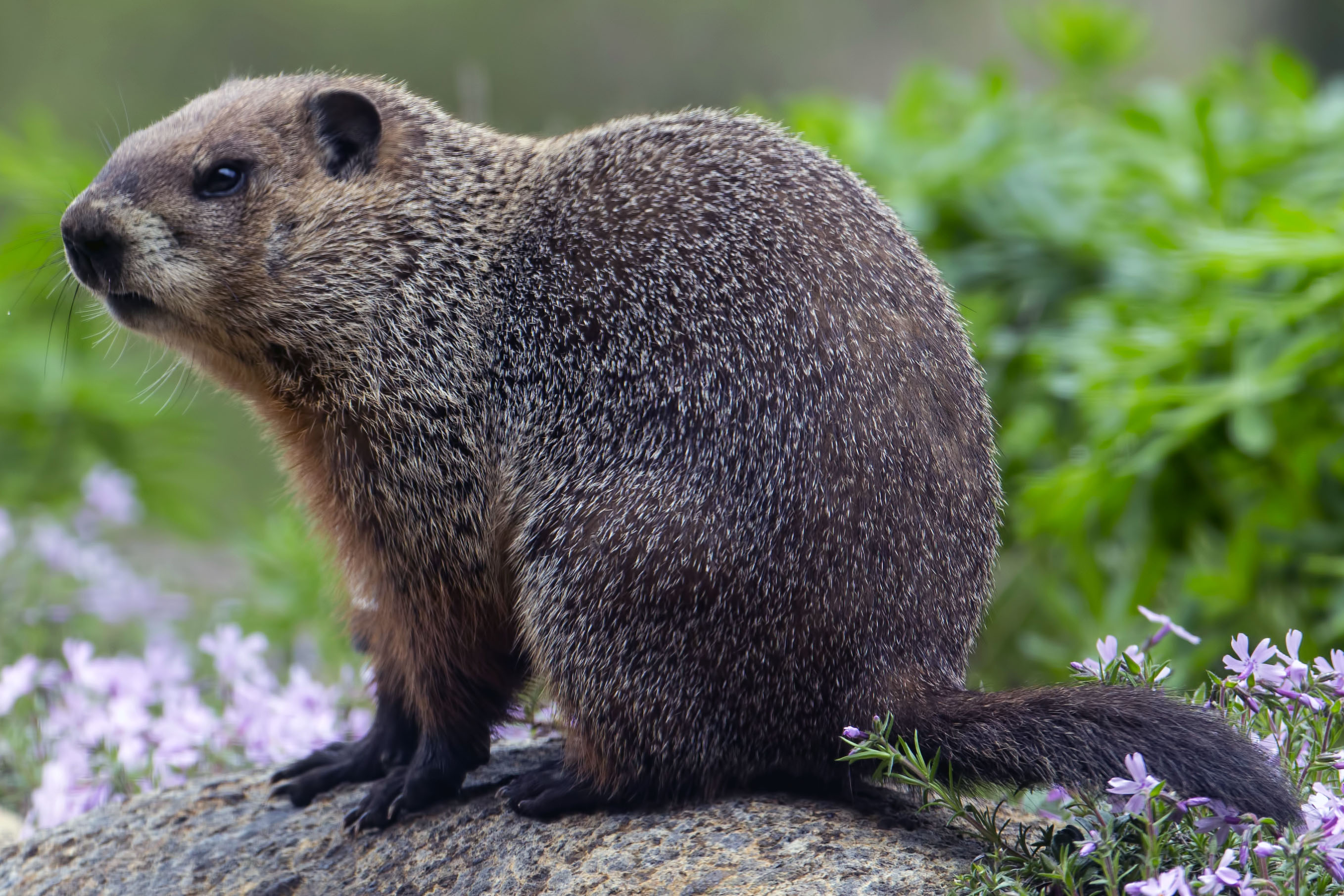 Woodchuck Or Groundhog Marmota Monax 