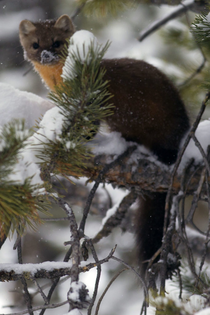 Pine Marten (Martes americana)