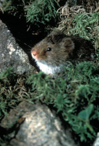 Rock or Yellow-Nosed Vole