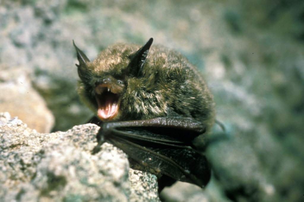 Northern Long-eared Bat (Myotis septentrionalis)