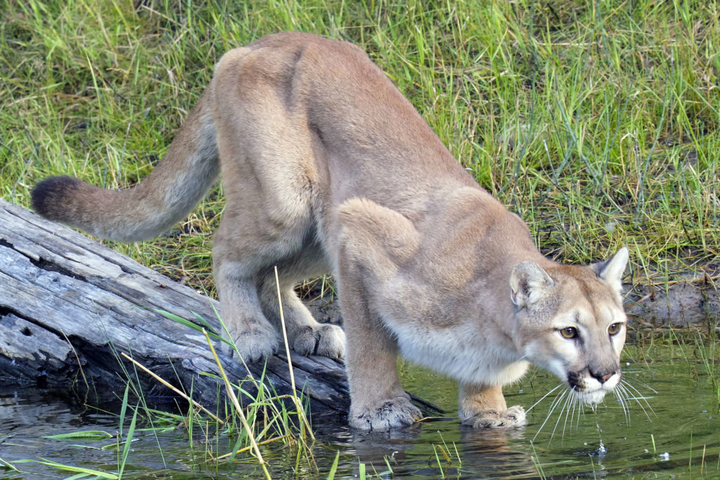 is a puma a lion