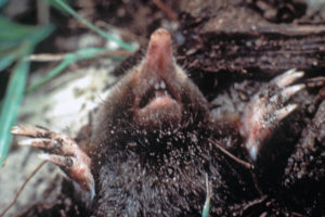 Eastern Mole