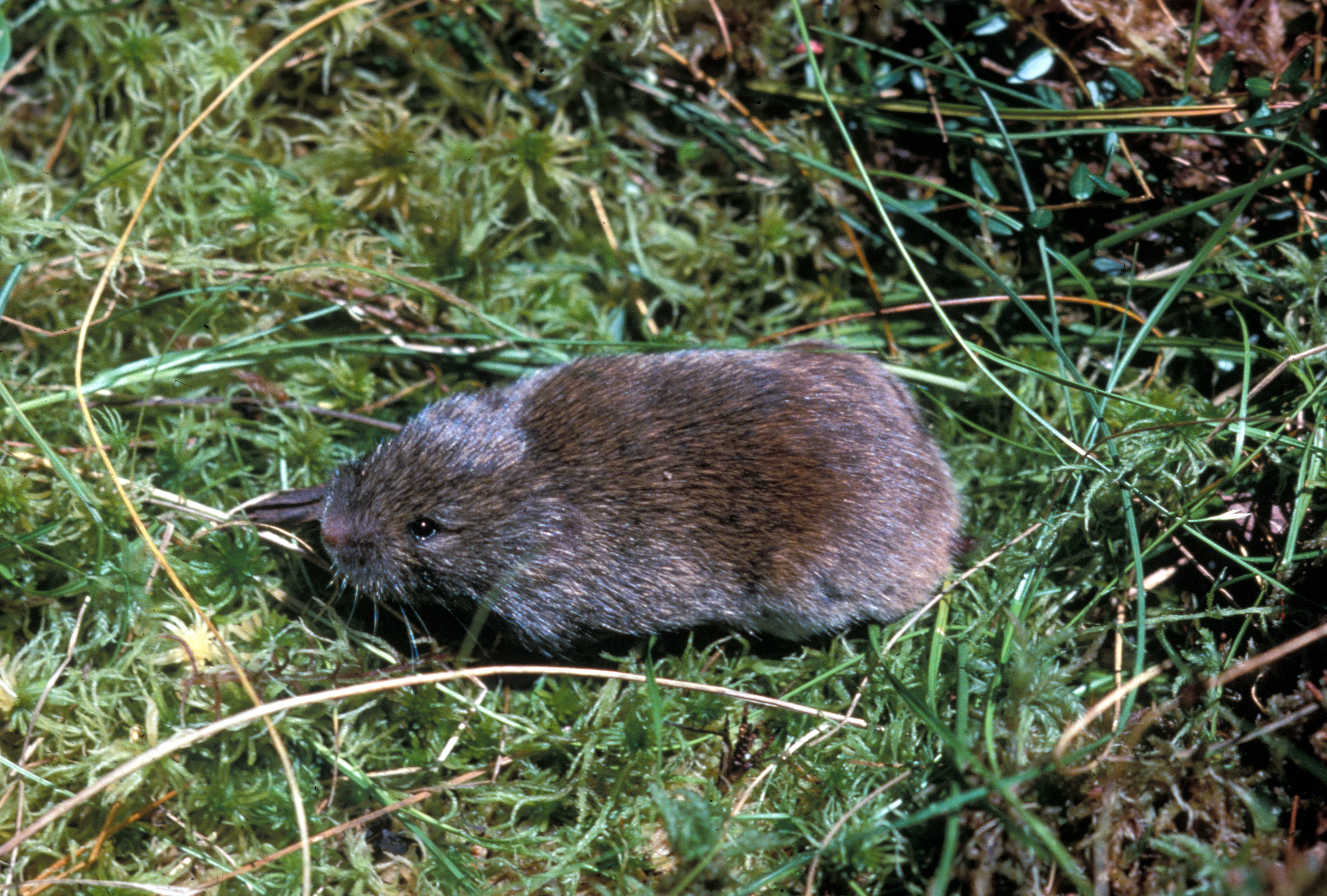 The Elusive Southern Bog Lemming