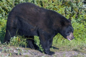 American Black Bear (Ursus americanus) - captive